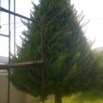 gardencare eidikes ypiresies kallopismos 5