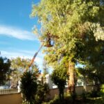 gardencare eidikes ypiresies kopi megaloswmwn dentrwn 0