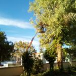 gardencare eidikes ypiresies kopi megaloswmwn dentrwn 1