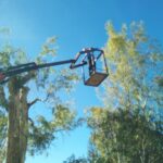 gardencare eidikes ypiresies kopi megaloswmwn dentrwn 2