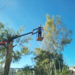 gardencare eidikes ypiresies kopi megaloswmwn dentrwn 3