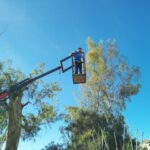 gardencare eidikes ypiresies kopi megaloswmwn dentrwn 4 1