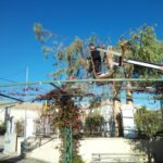 gardencare eidikes ypiresies kopi megaloswmwn dentrwn 5