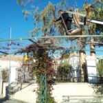 gardencare eidikes ypiresies kopi megaloswmwn dentrwn 6