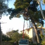 gardencare eidikes ypiresies kopi megaloswmwn dentrwn 7